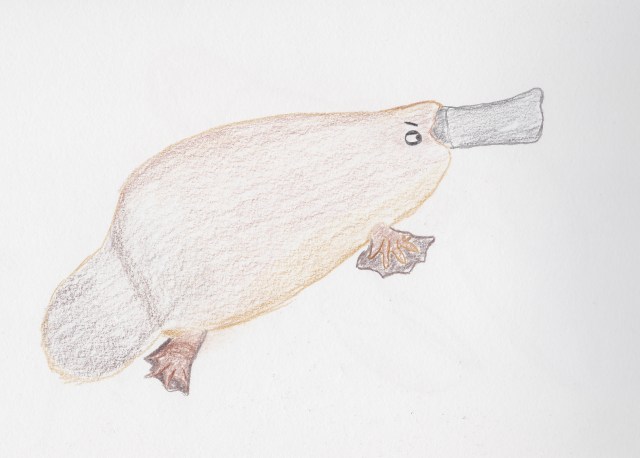 suspicious platypus.jpg